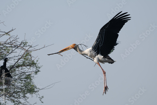 Painted Stork came back to nest
