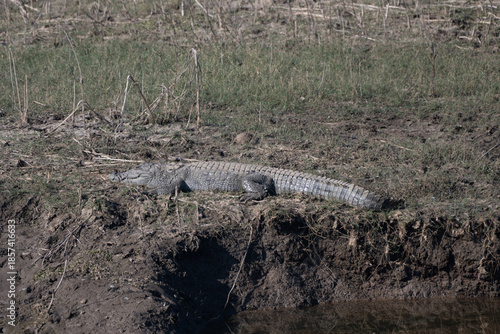 Schilderij op canvas Mugger Crocodile