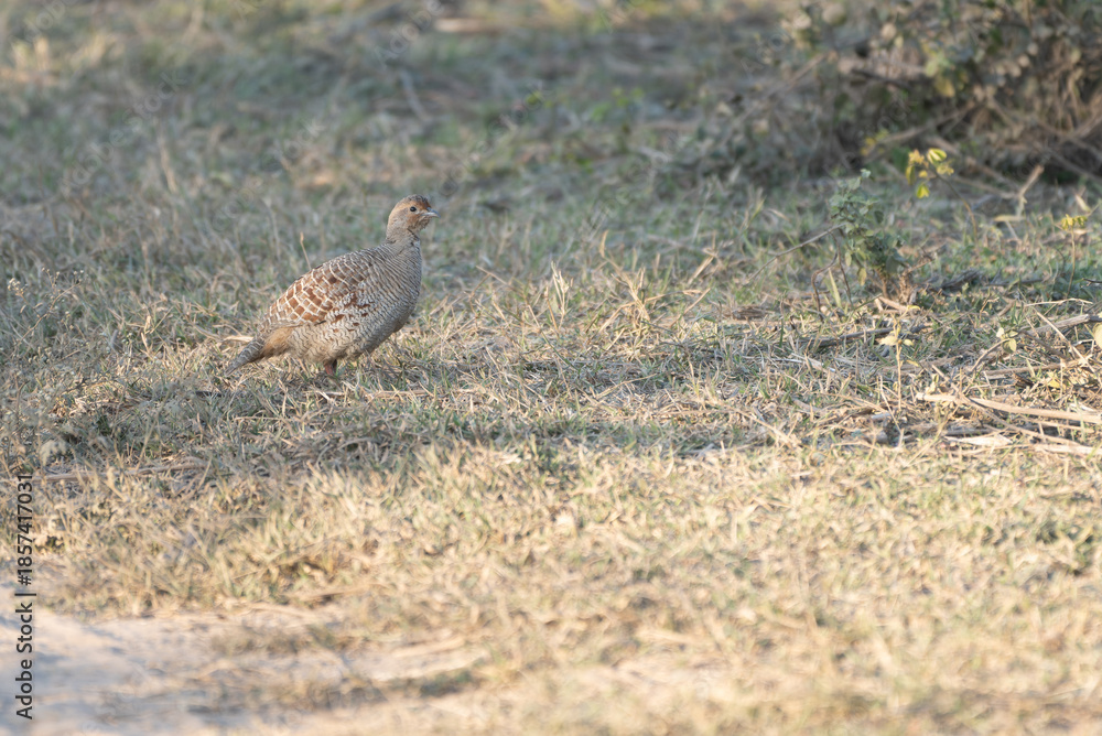 Fototapeta premium Grey Francolin