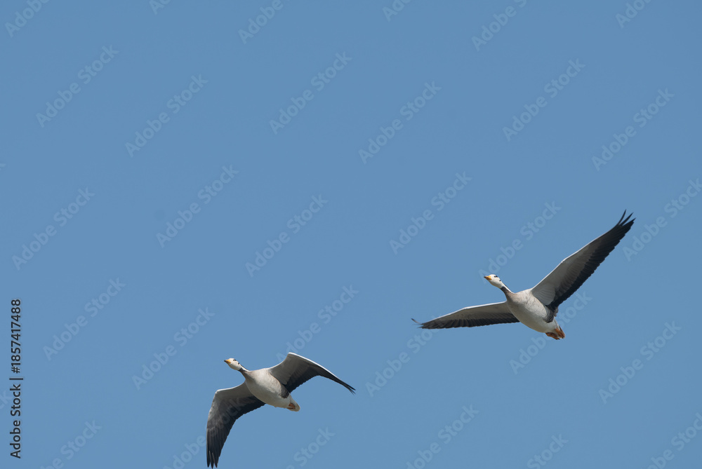 Obraz premium Pair of Bar-headed Geese flying