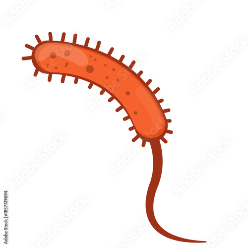 Vibrio Cholerae Illustration