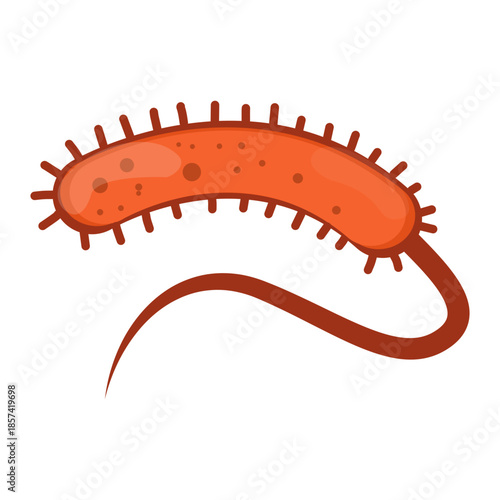Vibrio Cholerae Illustration