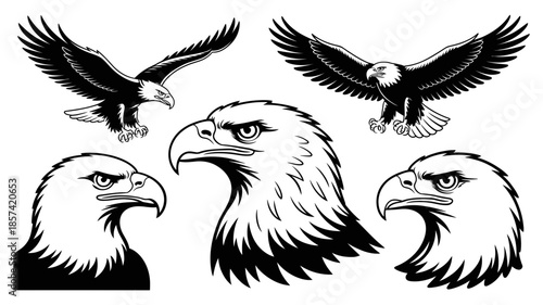 Collection of different black and white eagle illustrations showing flight and close-up head views