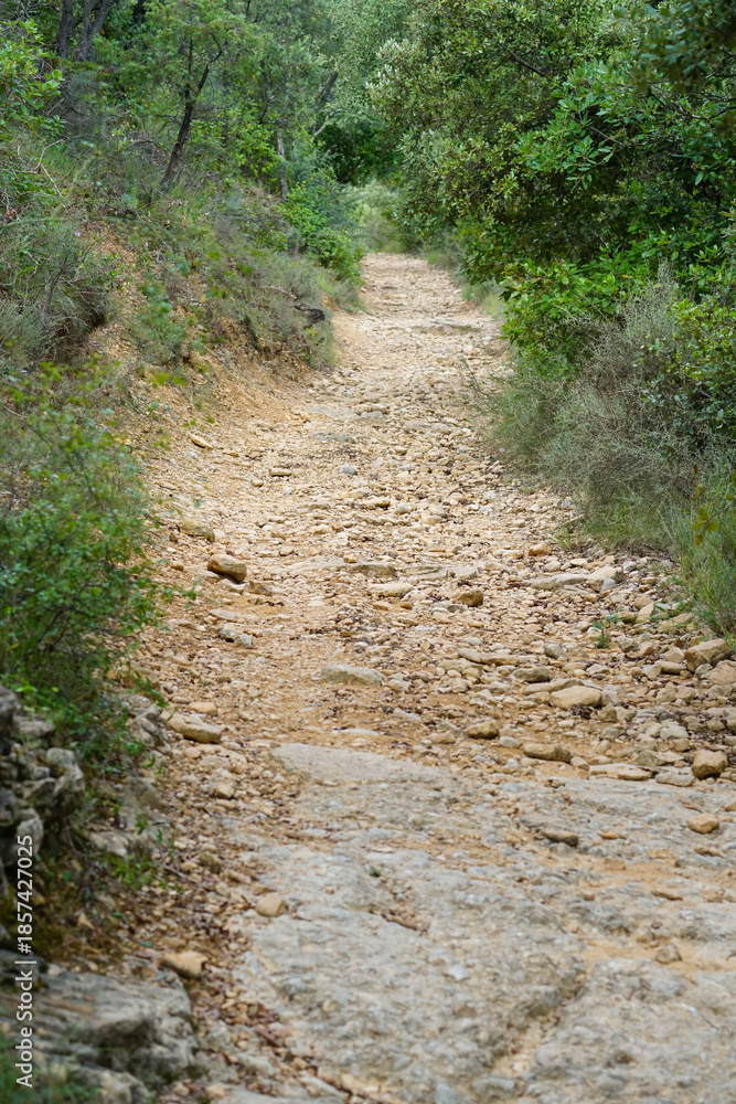 Obraz premium Winding dirt path through a lush green forest, inviting exploration and adventure in the quiet serenity of nature's embrace.