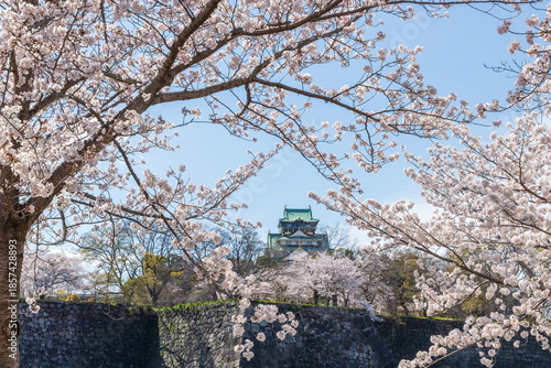 Wallpaper Mural 大阪城公園の桜風景　大阪市中央公園にて Torontodigital.ca