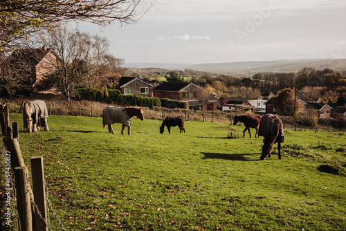 Throckley UK: 12th Nov 2025: Horses graze on green fields in Throckley as houses are visible in the distance. The sun sets, casting warm light over the autumn landscape with trees scattered around