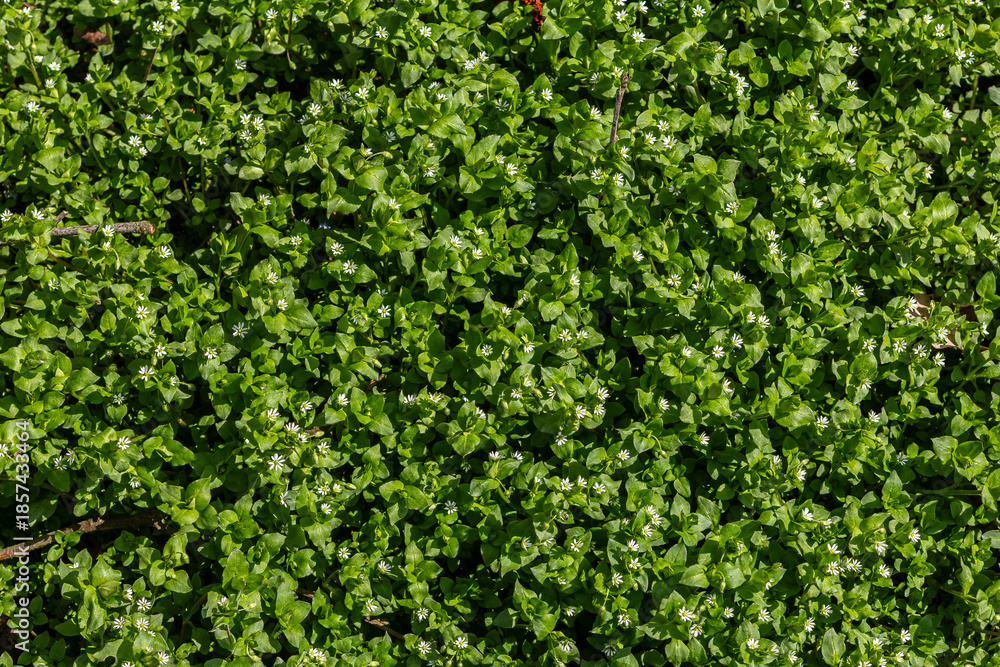 Obraz premium Vibrant growth of Stellaria media displaying delicate white flowers in a lush green field during the spring season