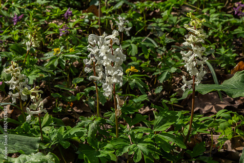Hollowroot blooms prominently in spring woodlands showcasing delicate white flowers among lush greenery