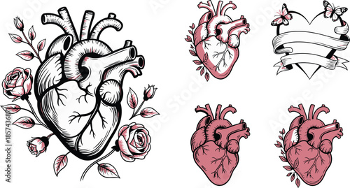 Detailed anatomical heart surrounded by blooming pink roses and delicate leaves on a clean white surface