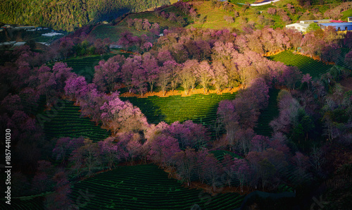Beautiful blooming Wild Himalayan Cherry (local name: Tớ Dày) flowers against a vibrant blue sky. Photographed in December in Sapa, Lao Cai province, Northern Vietnam. This flower is a symbol of sprin