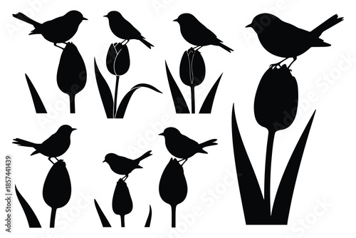 Black silhouettes of birds on tulip buds white tulips