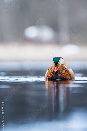 Mandarin duck 