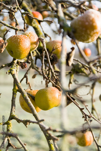 A cluster of ripe boskoop apples hanging from a tree branch, covered in a delicate layer of morning frost in winter.