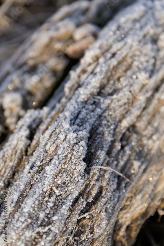 A close-up of rough tree bark covered in a delicate layer of white frost on a cold winter morning.