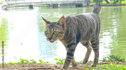 Striped street cat walking toward the camera on green grass in a park in Bangkok, Thailand