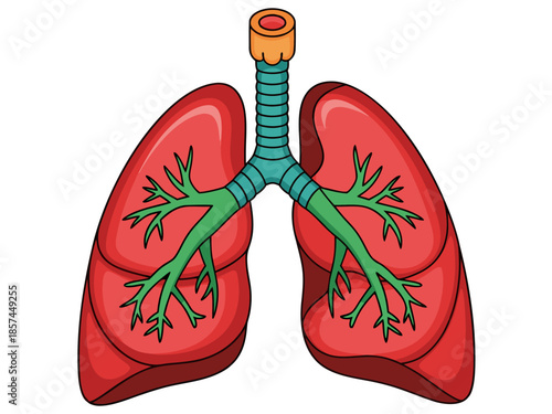 Vector illustration of human lungs anatomy from front viewpoint showcasing trachea and bronchi