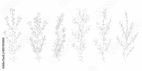 Delicate botanical illustration featuring sprigs of gray foliage and floral elements