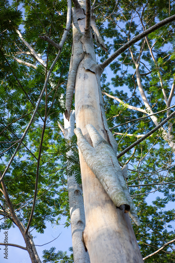 Fototapeta premium Lush Green Tree Canopy Against a Clear Blue Sky in Bright Sunlight