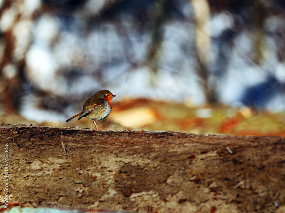Fototapeta premium Rudzik (Erithacus rubecula) w zimie podczas poszukiwania pożywienia wsród opadłych liści. Dzięki rdzawej barwie czoła, boków głowy, piersi i jednolicie brązowym sterówkom dorosłe rudziki są stosunkow