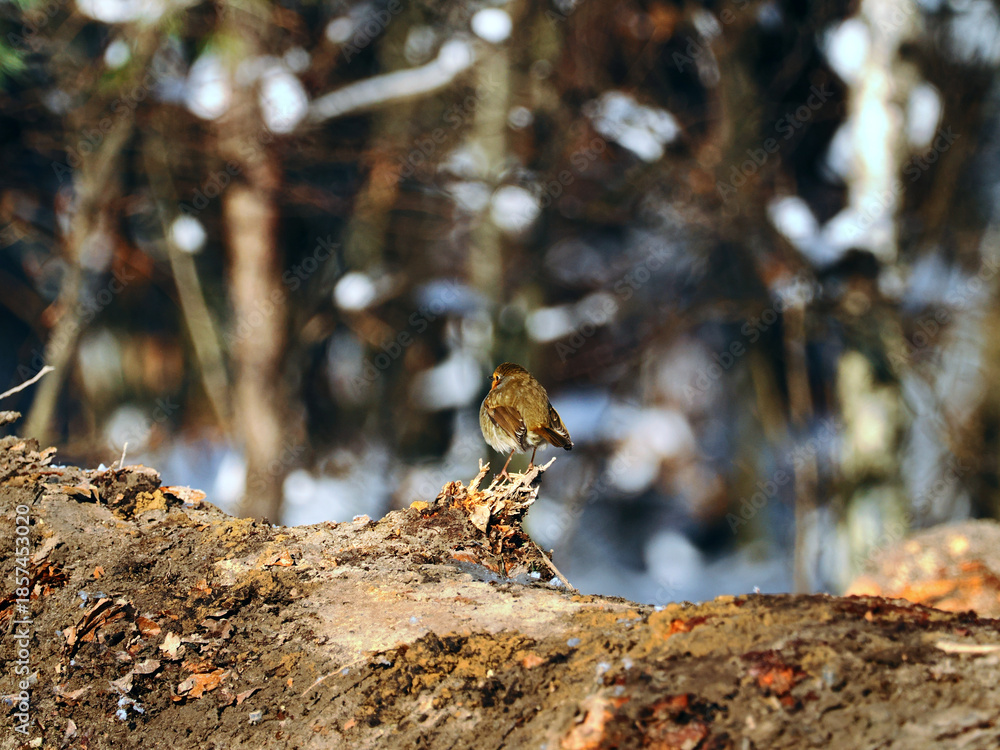 Fototapeta premium Rudzik (Erithacus rubecula) w zimie podczas poszukiwania pożywienia wsród opadłych liści. Dzięki rdzawej barwie czoła, boków głowy, piersi i jednolicie brązowym sterówkom dorosłe rudziki są stosunkow