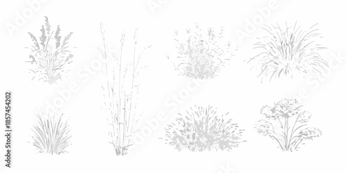 A collection of monochrome grassy plants and flowering bush sketches