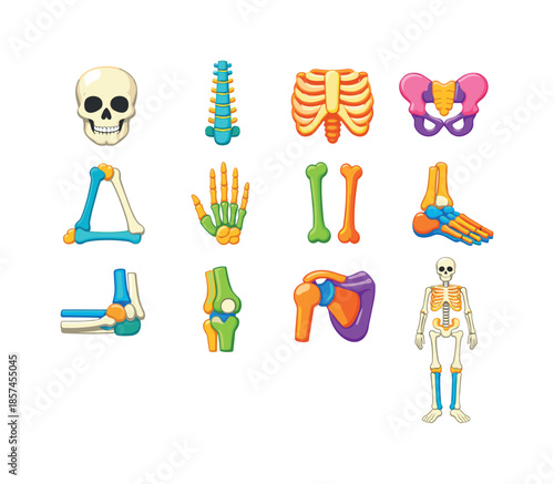 Colorful Skeletal Diagram. Skeletal System. Colorful flat vector icons set of Skeletal System: skull, spine, rib cage, pelvis, arm bones, hand bones, leg