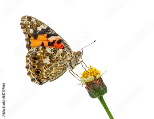 Close-up of a Painted Lady Butterfly on a Small Flower.