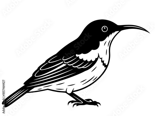 Vector illustration of a bird with a long beak standing alone, d.eps reference