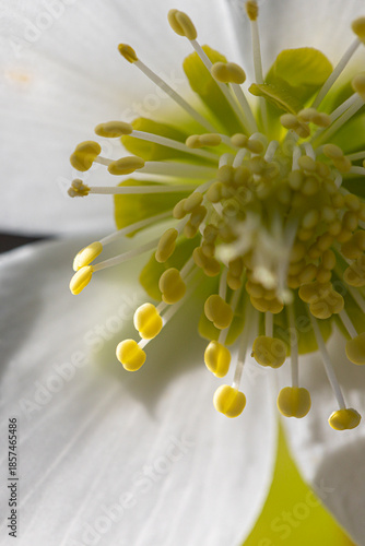 Close-up of a white Christmas rose (Helleborus niger)