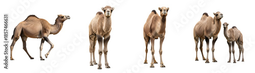 Collection of detailed dromedary camel illustrations showcasing various poses including walking standing and a parent with its young calf on transparent background