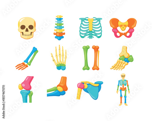 Colorful Skeletal Diagram. Skeletal System. Colorful flat vector icons set of Skeletal System: skull, spine, rib cage, pelvis, arm bones, hand bones, leg