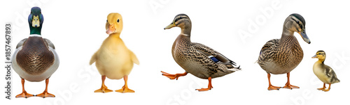 Collection of various mallard ducks including a male female and several adorable fluffy ducklings isolated on transparent background