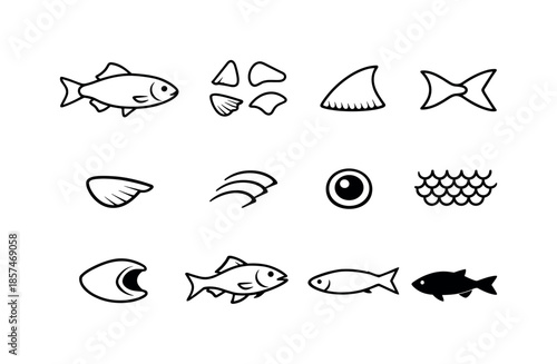 Fish Anatomy Icons. Fish Anatomy Essentials. Line icon set of Fish Anatomy Essentials: fish outline, fin shape, dorsal fin, tail fin, pectoral fin, gill line,