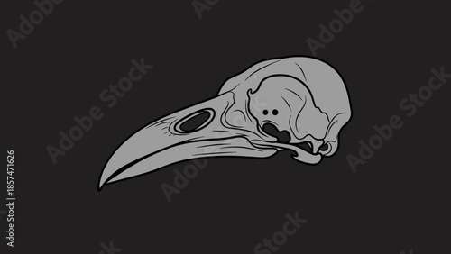 Detailed Illustration of a Bird Skull.