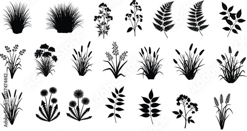 Set of wild plant silhouettes, grass, fern, dandelion and meadow herbs, botanical nature collection, cad drawing flat vector illustration.