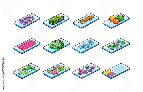 Colorful Biology Icons. Biology Slides. Colorful isometric vector icons set of Biology Slides: onion cell slide, leaf cross-section, root hair sample, pollen