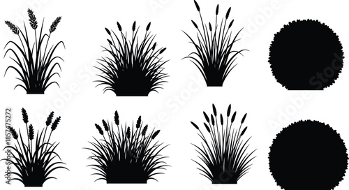 Collection of nature silhouettes, wild pampas grass, cattail reeds and round bushes, garden landscape elements, cad drawing flat vector illustration.