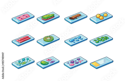 Colorful Biology Icons. Biology Slides. Colorful isometric vector icons set of Biology Slides: onion cell slide, leaf cross-section, root hair sample, pollen