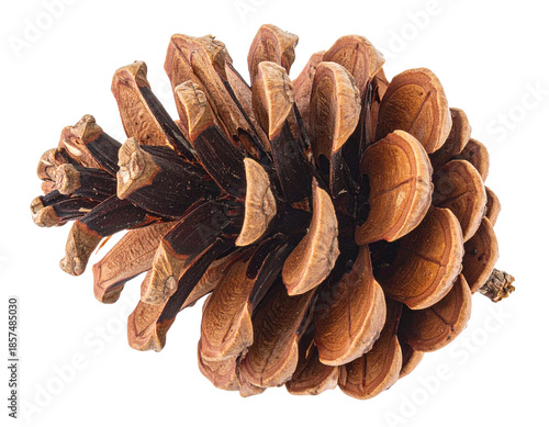 Close-up of a single pine cone on a white background.