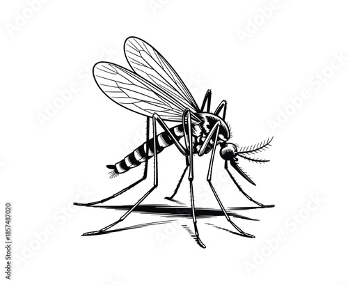 Detailed black and white of a mosquito with wings spread and legs extended insect creature.