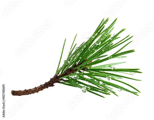 A single pine branch with water droplets on its needles.