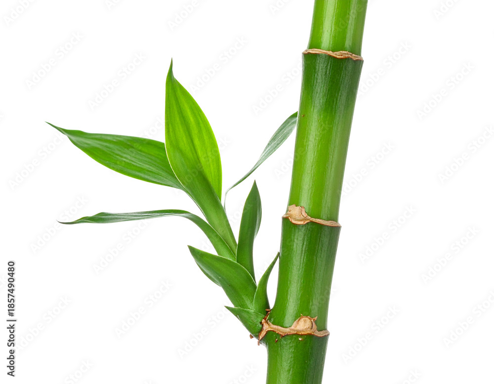 Obraz premium Close-up of a vibrant green bamboo stalk with fresh leaves against a clean white background highlighting its natural beauty and growth.
