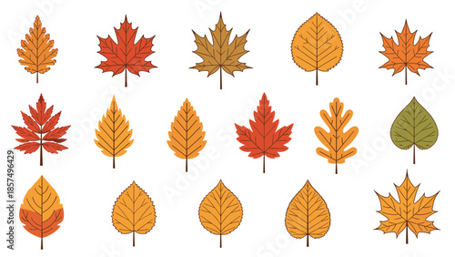 Collection of autumn leaves showcases various shapes and sizes in warm seasonal colors like orange, red, yellow, and earthy green on a white base.