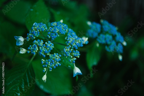 名刺等バック、背景用