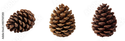 Three brown pine cones isolated on a transparent background pinecones nature