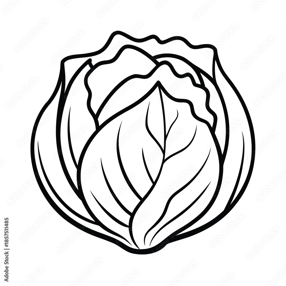 Obraz premium cabbage