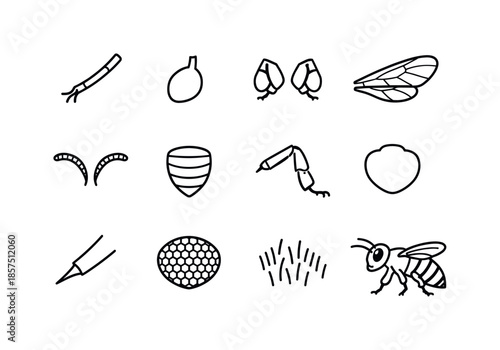 Bee Anatomy Line Icons. How bees make honey. Line icon set of bee anatomy features: proboscis, crop sac, pollen baskets (corbicula), wings, antennae, abdomen