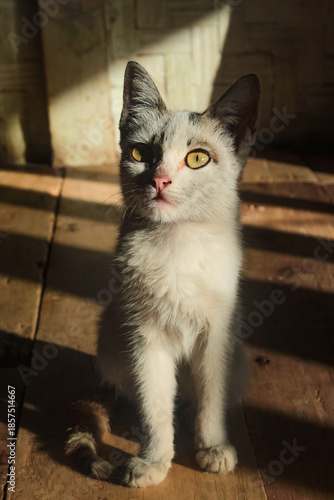 domestic white kitten inside the house