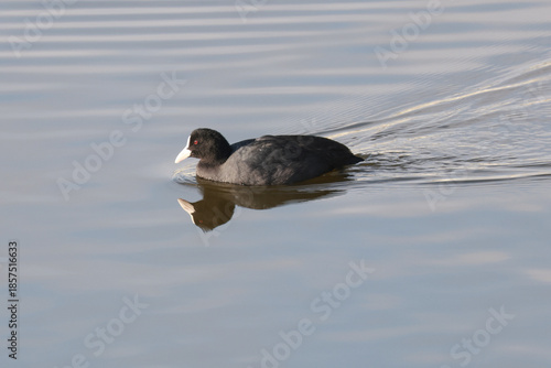Wallpaper Mural 水面を泳ぐオオバンの横顔と美しい波紋 Torontodigital.ca