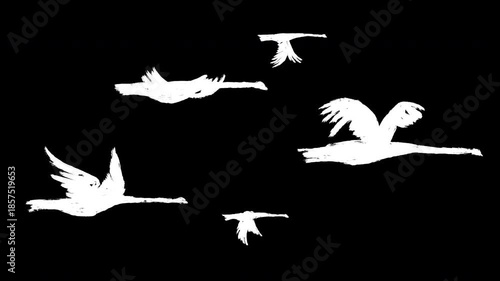 2d animation flying silhouette of flock birds in sketch grunge style. Loopable motion white stork, heron or swan. Abstract art character isolated on black background.